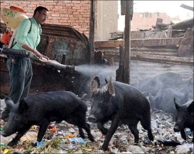 وزير الصحة : إعدام الخنازير مالهوش علاقة بالصحة !! 1_909922_1_34