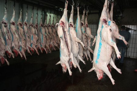 وزير الصحة : إعدام الخنازير مالهوش علاقة بالصحة !! 7